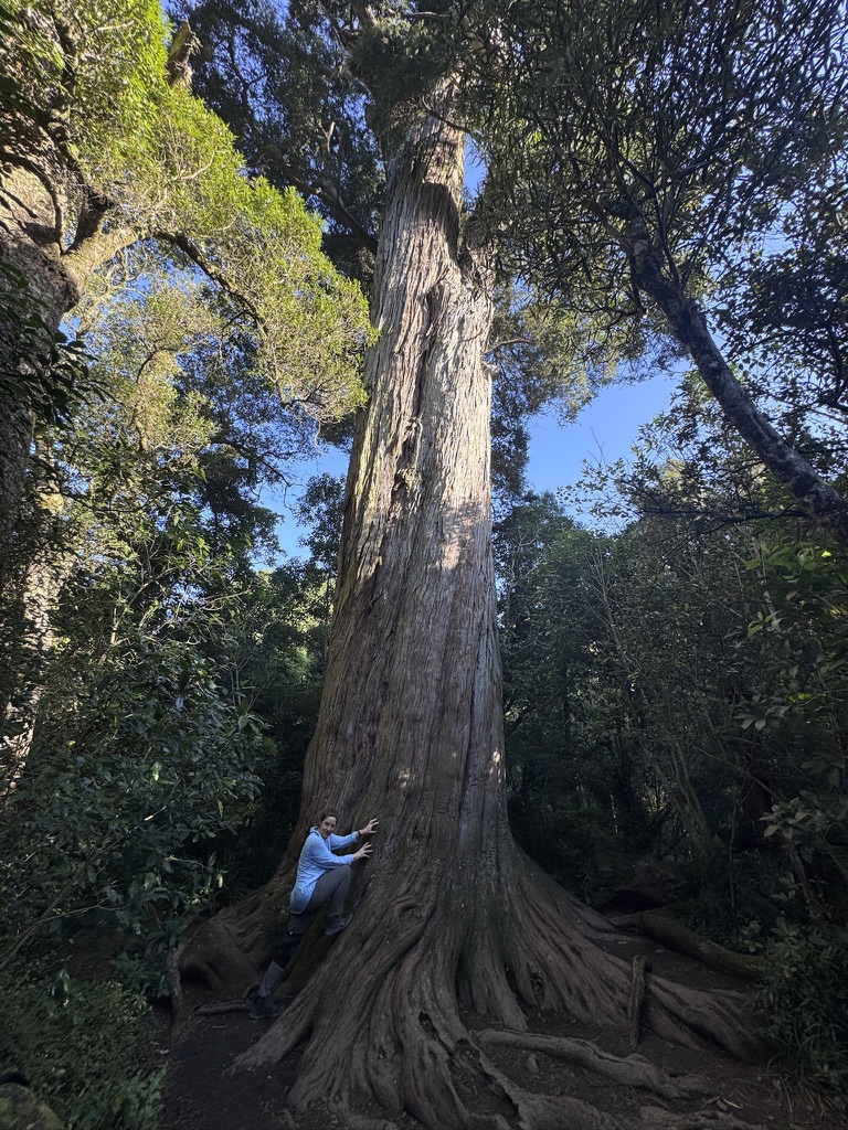 Totara Tree