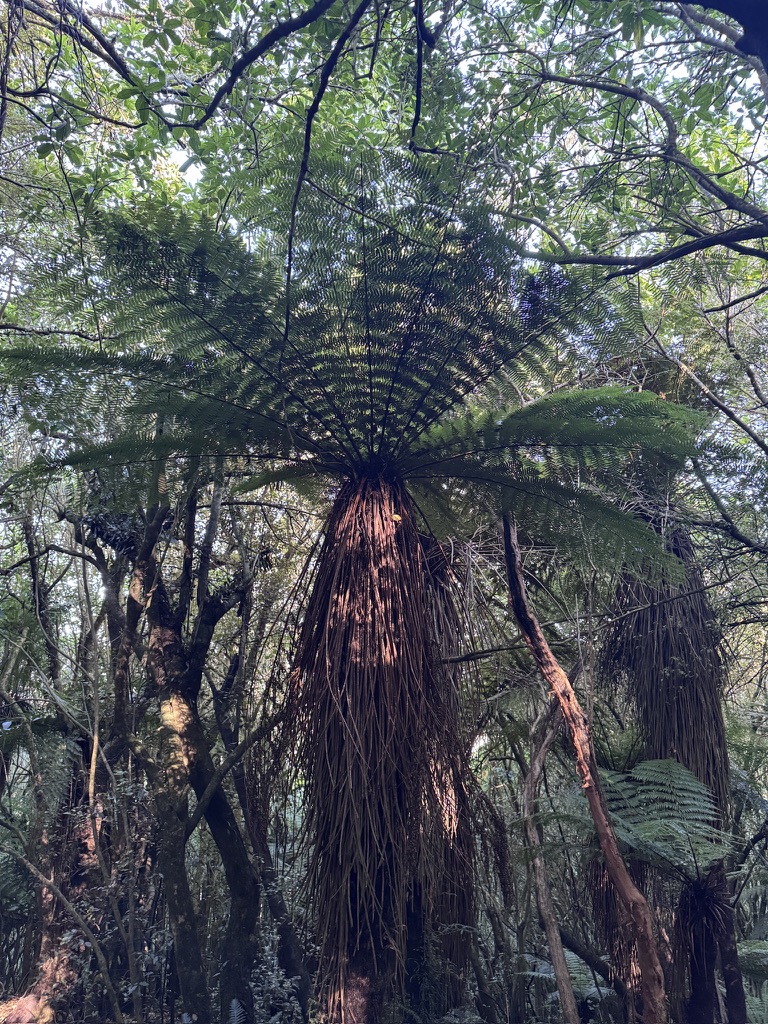 New Zealand Fern