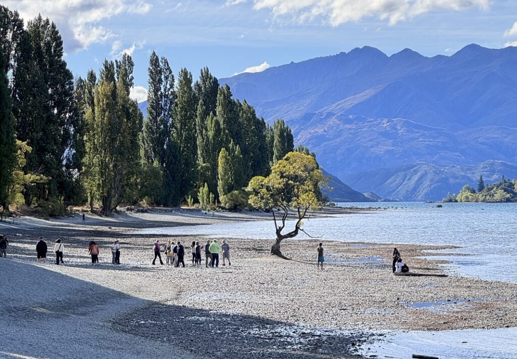 the wanaka tree