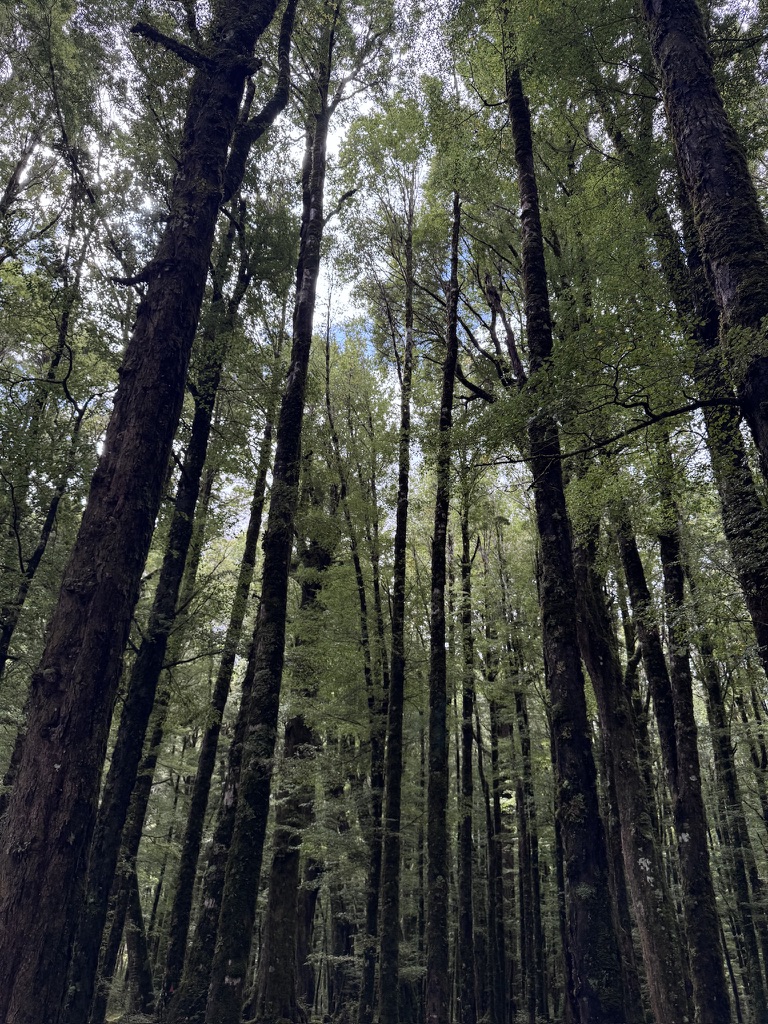 Beech forest