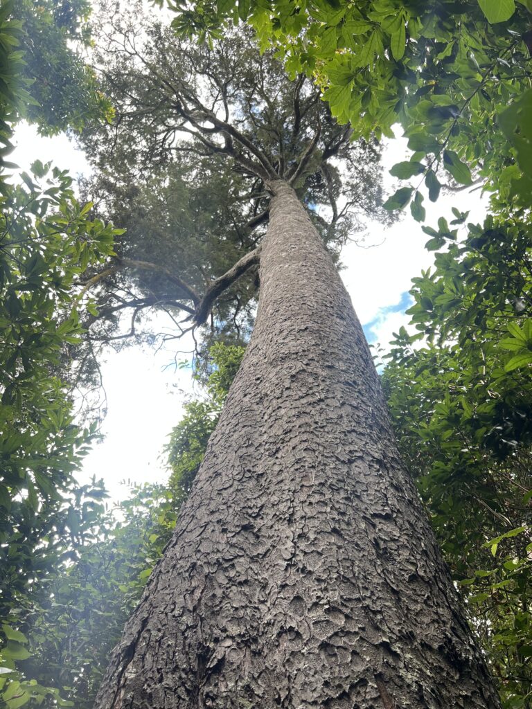 Miro Tree